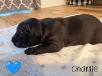 Charlie, a male American Bully for sale in Cape Coral, FL – 3 of 3