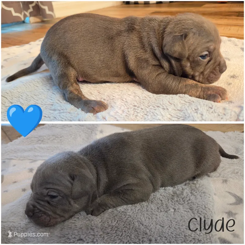 Clyde – American Bully puppy for sale in Cape Coral, FL