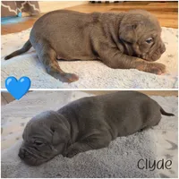 Clyde, a male American Bully for sale in Cape Coral, FL – 1 of 3