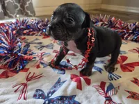 Bonnie, a female American Bully for sale in Cape Coral, FL – 2 of 3