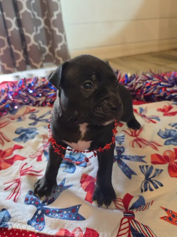 Charlie – American Bully puppy for sale in Cape Coral, FL