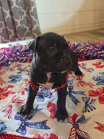 Charlie, a male American Bully for sale in Cape Coral, FL – 1 of 3