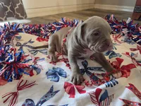 Clyde, a male American Bully for sale in Cape Coral, FL – 3 of 3