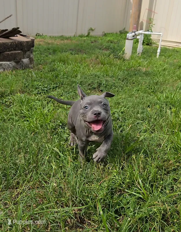 Clyde – American Bully puppy for sale in Cape Coral, FL