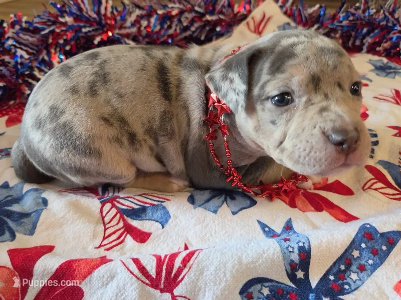 Chloee – American Bully puppy for sale in Cape Coral, FL