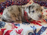 Chloee, a female American Bully for sale in Cape Coral, FL – 1 of 2