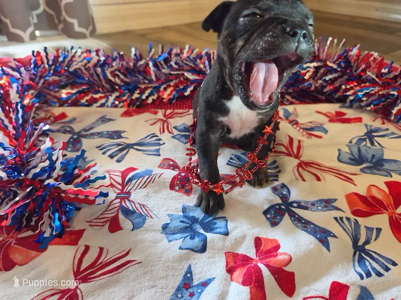 Bonnie – American Bully puppy for sale in Cape Coral, FL