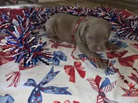Clyde, a male American Bully for sale in Cape Coral, FL – 2 of 3