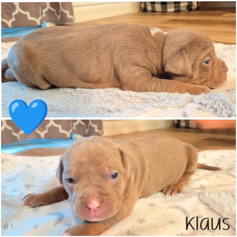 Klaus  – American Bully puppy for sale in Cape Coral, FL