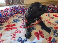 Damon, a male American Bully for sale in Cape Coral, FL – 2 of 3