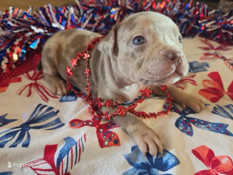 Cocoa – American Bully puppy for sale in Cape Coral, FL