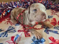 Cocoa, a female American Bully for sale in Cape Coral, FL – 1 of 2