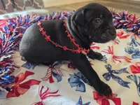 Charlie, a male American Bully for sale in Cape Coral, FL – 2 of 3
