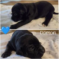 Damon, a male American Bully for sale in Cape Coral, FL – 3 of 3