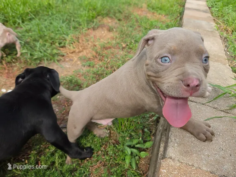 Klaus  – American Bully puppy for sale in Cape Coral, FL