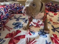 Klaus , a male American Bully for sale in Cape Coral, FL – 2 of 3