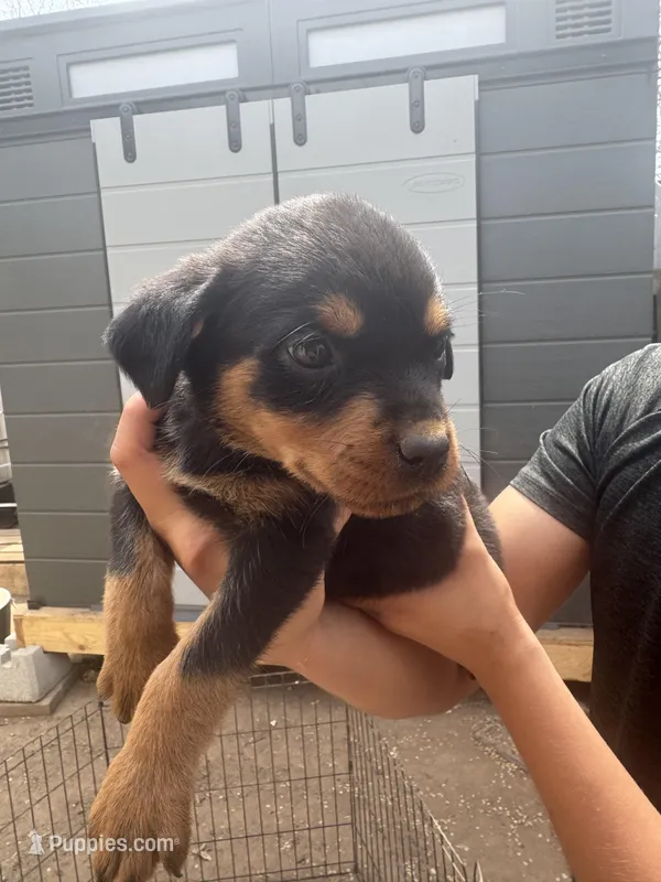 Female puppy #2 – Rottweiler puppy for sale in Oklahoma City, OK