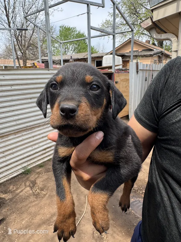 Puppy male #2 – Rottweiler puppy for sale in Oklahoma City, OK