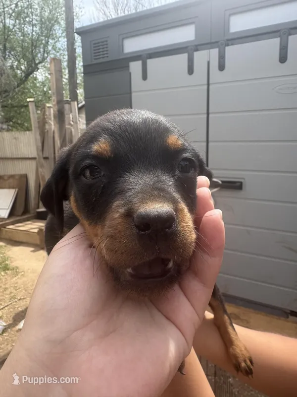 Puppy female #3 – Rottweiler puppy for sale in Oklahoma City, OK