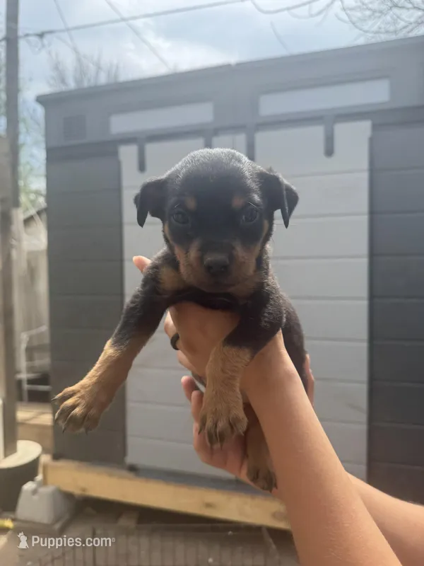 Rottweiler puppy girl  – Rottweiler puppy for sale in Oklahoma City, OK