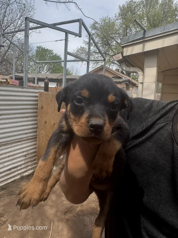 Puppy Male #1 – Rottweiler puppy for sale in Oklahoma City, OK
