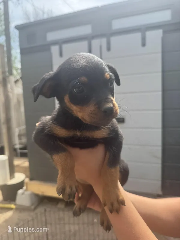 Puppy female #4 – Rottweiler puppy for sale in Oklahoma City, OK