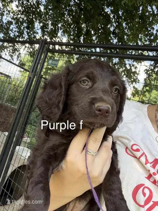 Purple female – Boykin Spaniel, Brittany puppy for sale in Hardinsburg, KY