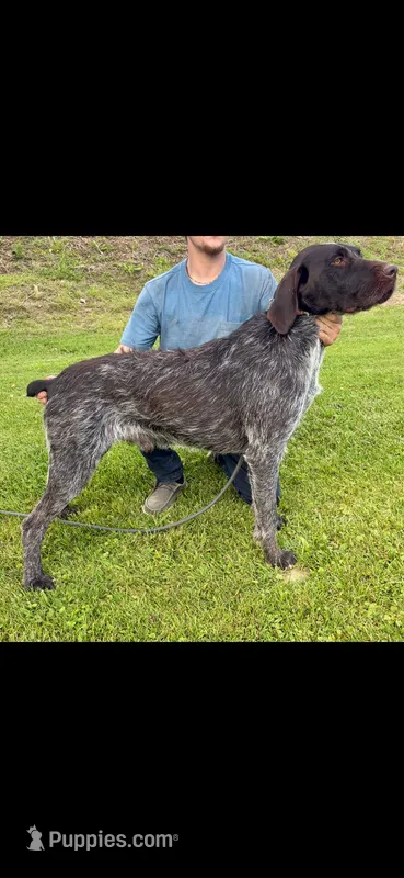 Kenai – Wirehaired Pointing Griffon puppy for sale in Hardinsburg, KY