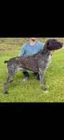 Kenai, a male Wirehaired Pointing Griffon for sale in Hardinsburg, KY – 1 of 2