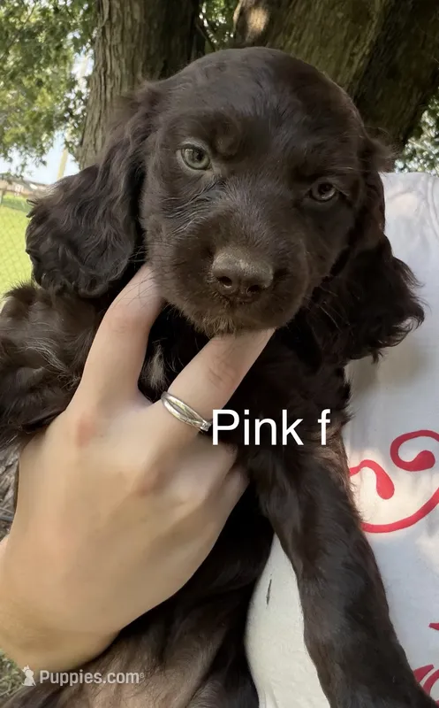 Pink female – Boykin Spaniel, Brittany puppy for sale in Hardinsburg, KY