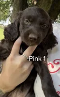 Pink female, a female Boykin Spaniel and Brittany for sale in Hardinsburg, KY – 1 of 1