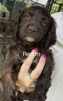 Red male, a male Boykin Spaniel and Brittany for sale in Hardinsburg, KY – 1 of 1