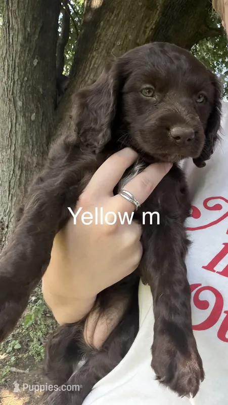 Yellow female – Boykin Spaniel, Brittany puppy for sale in Hardinsburg, KY