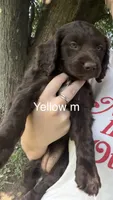 Yellow female, a female Boykin Spaniel and Brittany for sale in Hardinsburg, KY – 1 of 1