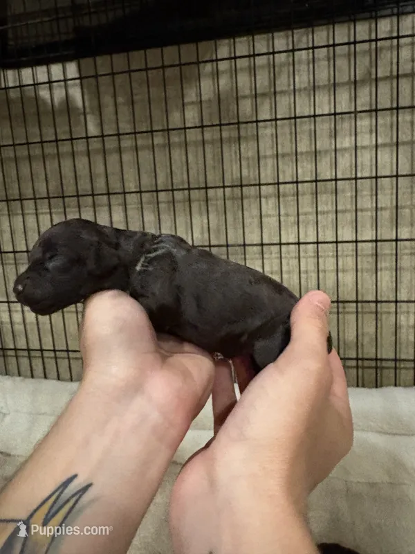 Teal female – Boykin Spaniel puppy for sale in Hardinsburg, KY