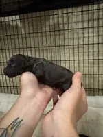 Teal female, a female Boykin Spaniel for sale in Hardinsburg, KY – 1 of 1