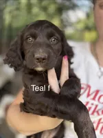 Teal female, a female Boykin Spaniel and Brittany for sale in Hardinsburg, KY – 1 of 1