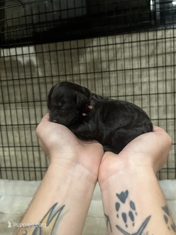 Pink female – Boykin Spaniel puppy for sale in Hardinsburg, KY