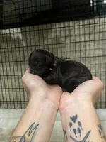 Pink female, a female Boykin Spaniel for sale in Hardinsburg, KY – 1 of 1