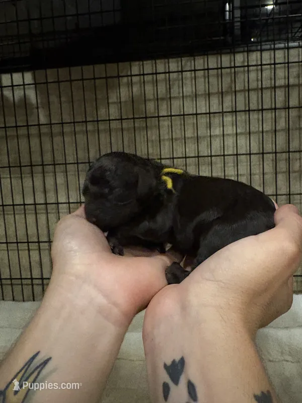 Yellow female – Boykin Spaniel puppy for sale in Hardinsburg, KY