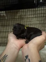 Yellow female, a female Boykin Spaniel for sale in Hardinsburg, KY – 1 of 1
