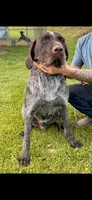 Kenai, a male Wirehaired Pointing Griffon for sale in Hardinsburg, KY – 2 of 2