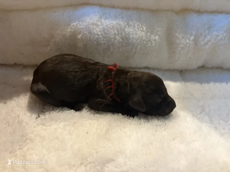 Red male – Boykin Spaniel puppy for sale in Hardinsburg, KY