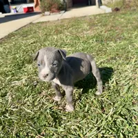 Pup2, a male American Bully for sale in Katy, TX – Photo 1 of 3