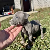 Pup2, a male American Bully for sale in Katy, TX – Photo 2 of 3