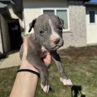 Pup2, a male American Bully for sale in Katy, TX – Photo 3 of 3
