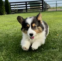 Scout fluffy, a male Pembroke Welsh Corgi for sale in Decatur, IL – 6 of 6
