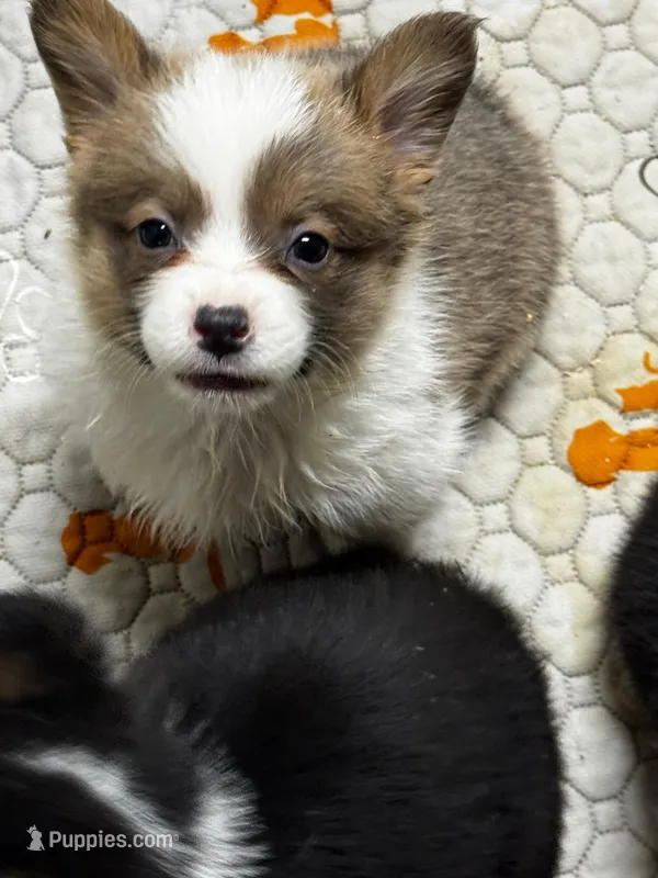Ben – Pembroke Welsh Corgi puppy for sale in Decatur, IL