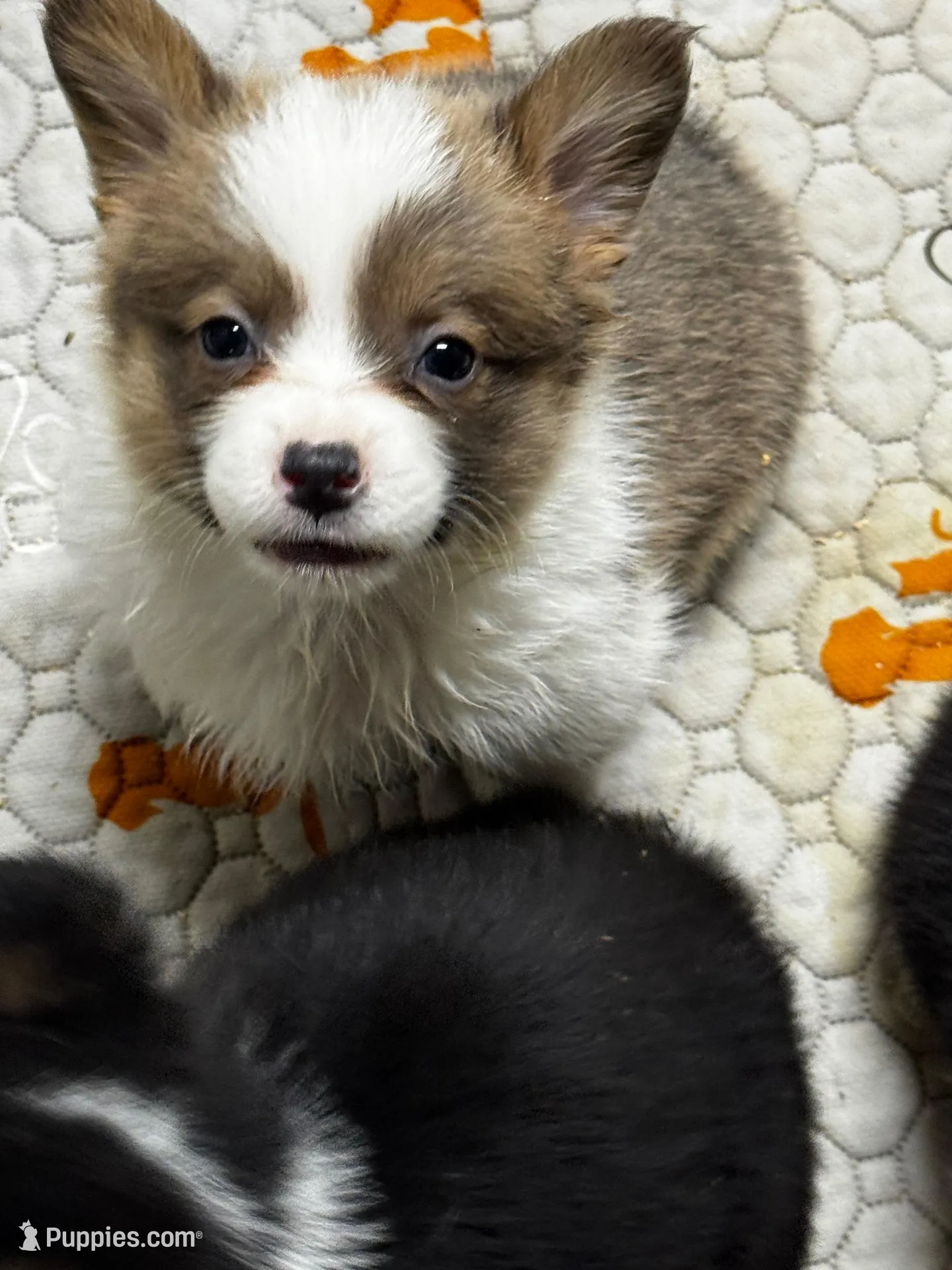Ben, a male Pembroke Welsh Corgi for sale in Decatur, IL – Photo 1 of 4