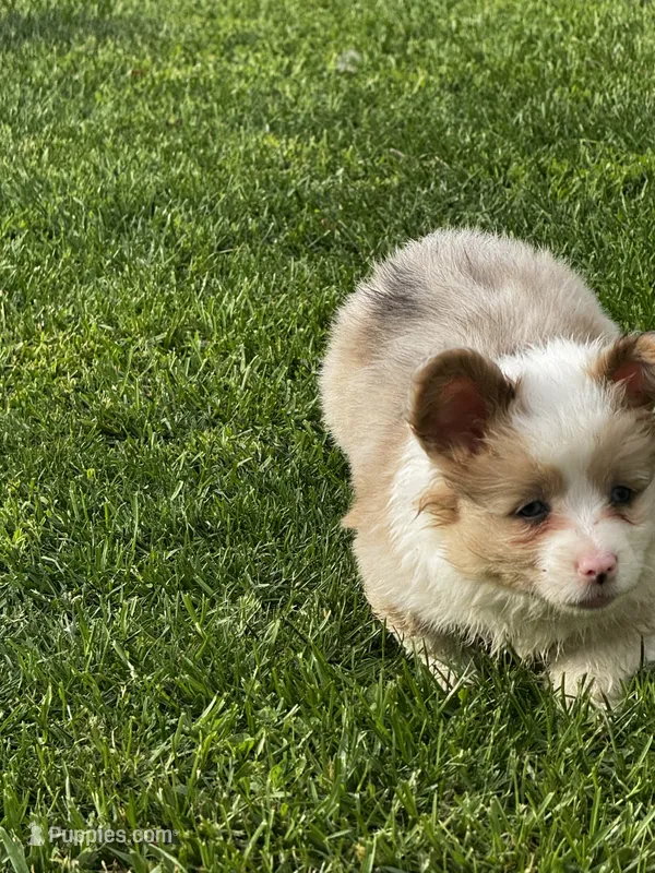 Fluffy Kramer – Pembroke Welsh Corgi puppy for sale in Decatur, IL